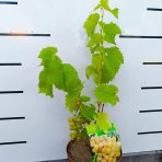 Vinič (Vitis Vinifera) ‘SEYVAL BLANC’- výška 50-70 cm, kont. C3L